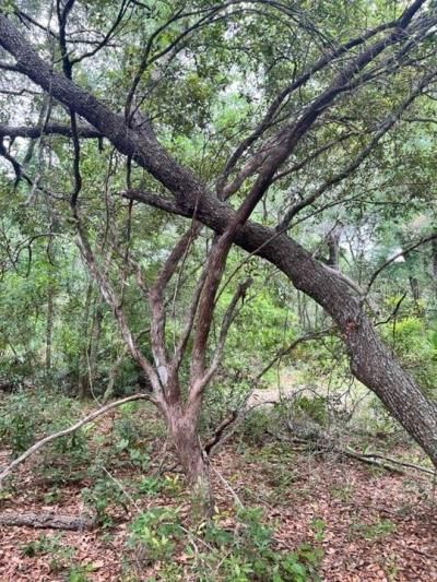 Tbd 170th SE Avenue Road, Ocklawaha, FL 32179 Photo