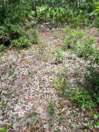 Tbd 170th SE Avenue Road, Ocklawaha, FL 32179 Photo