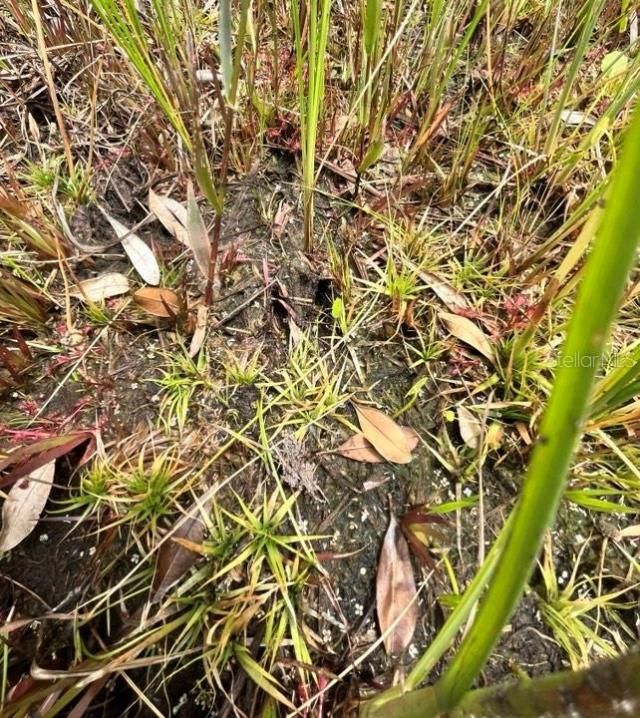 Tbd 170th SE Avenue Road, Ocklawaha, FL 32179 Photo