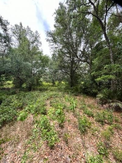 Tbd 170th SE Avenue Road, Ocklawaha, FL 32179 Photo