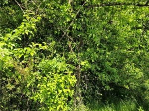 Harvard Road, Boardman, OH 44512