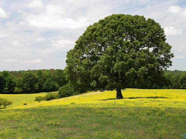 120.5 Acres County Road 974, Logan, AL 35098