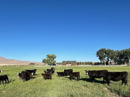 250 Olson Ranch Road, Wellington, NV 89430 Photo