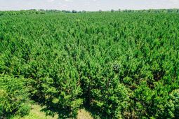 0000 Varnadoe Road photo 4