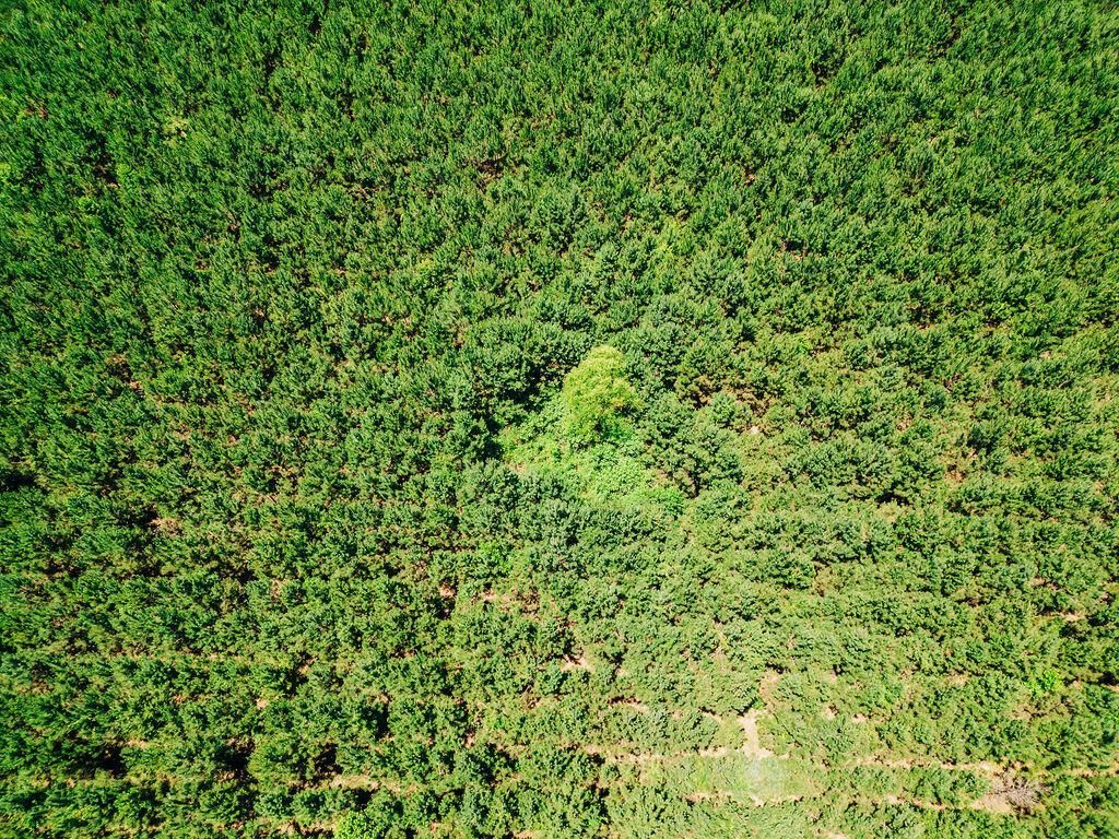 0000 Varnadoe Road Photo 5