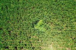 0000 Varnadoe Road photo 4