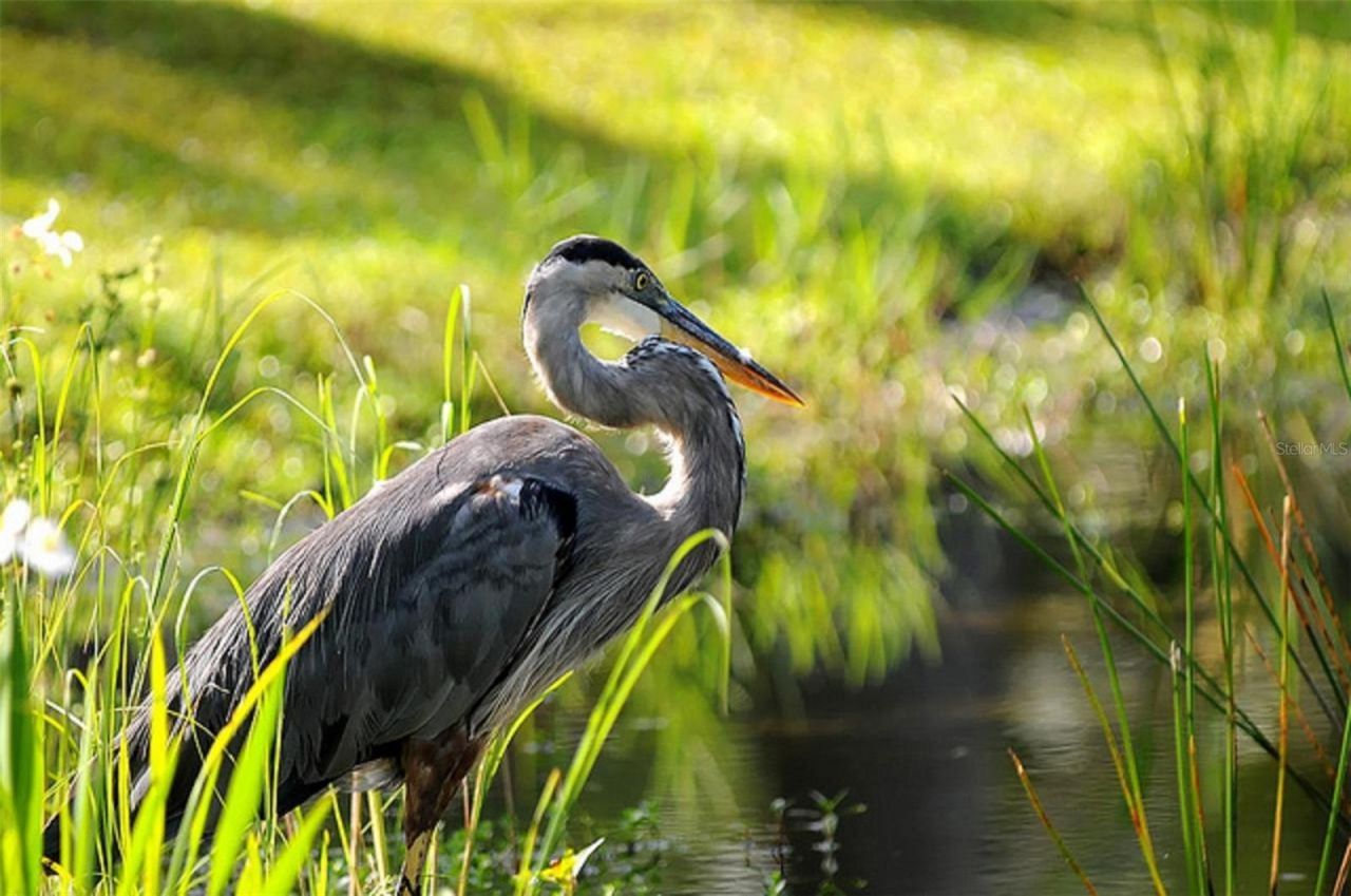 16446 Belo Court, Punta Gorda, FL 33955 Photo