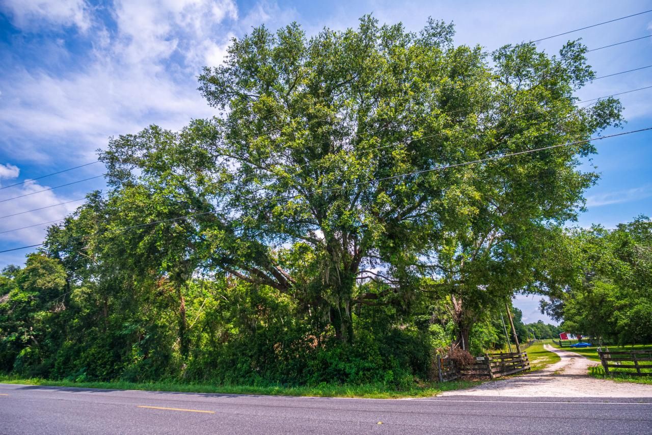 Tbd County Rd. 252, Wellborn, FL 32094 Photo