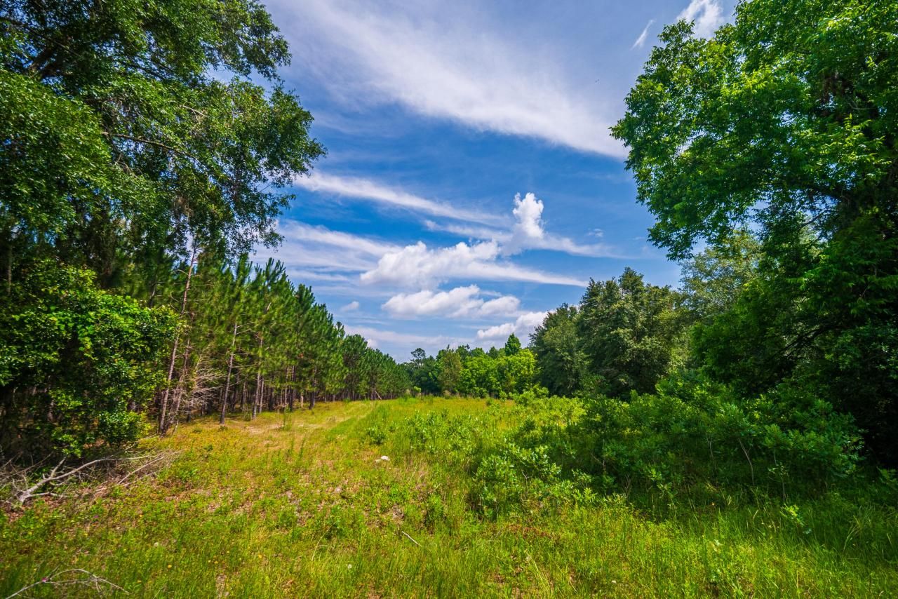 Tbd County Rd. 252, Wellborn, FL 32094 Photo