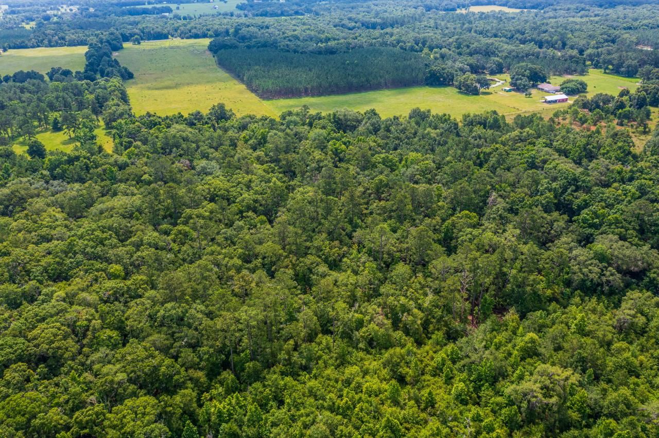 Tbd County Rd. 252, Wellborn, FL 32094 Photo