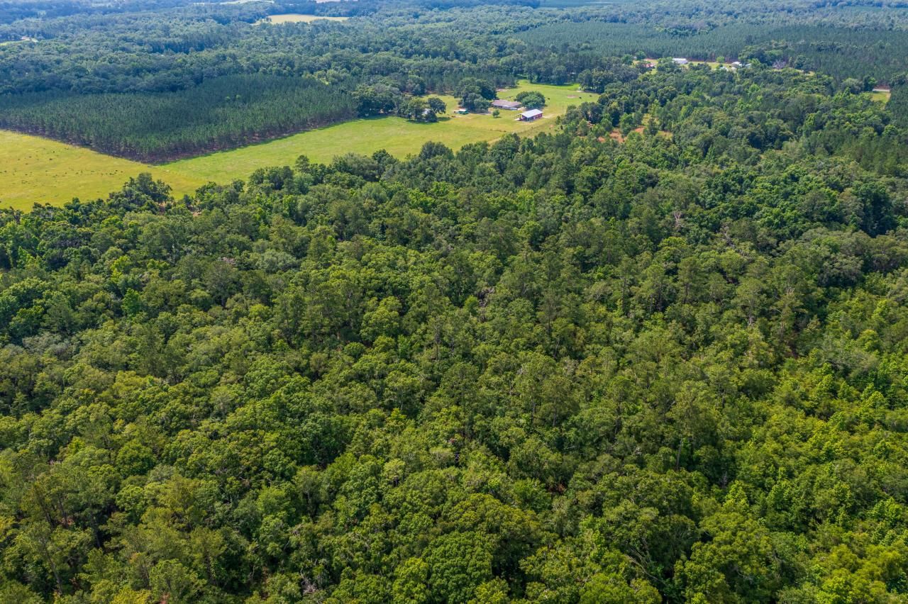 Tbd County Rd. 252, Wellborn, FL 32094 Photo