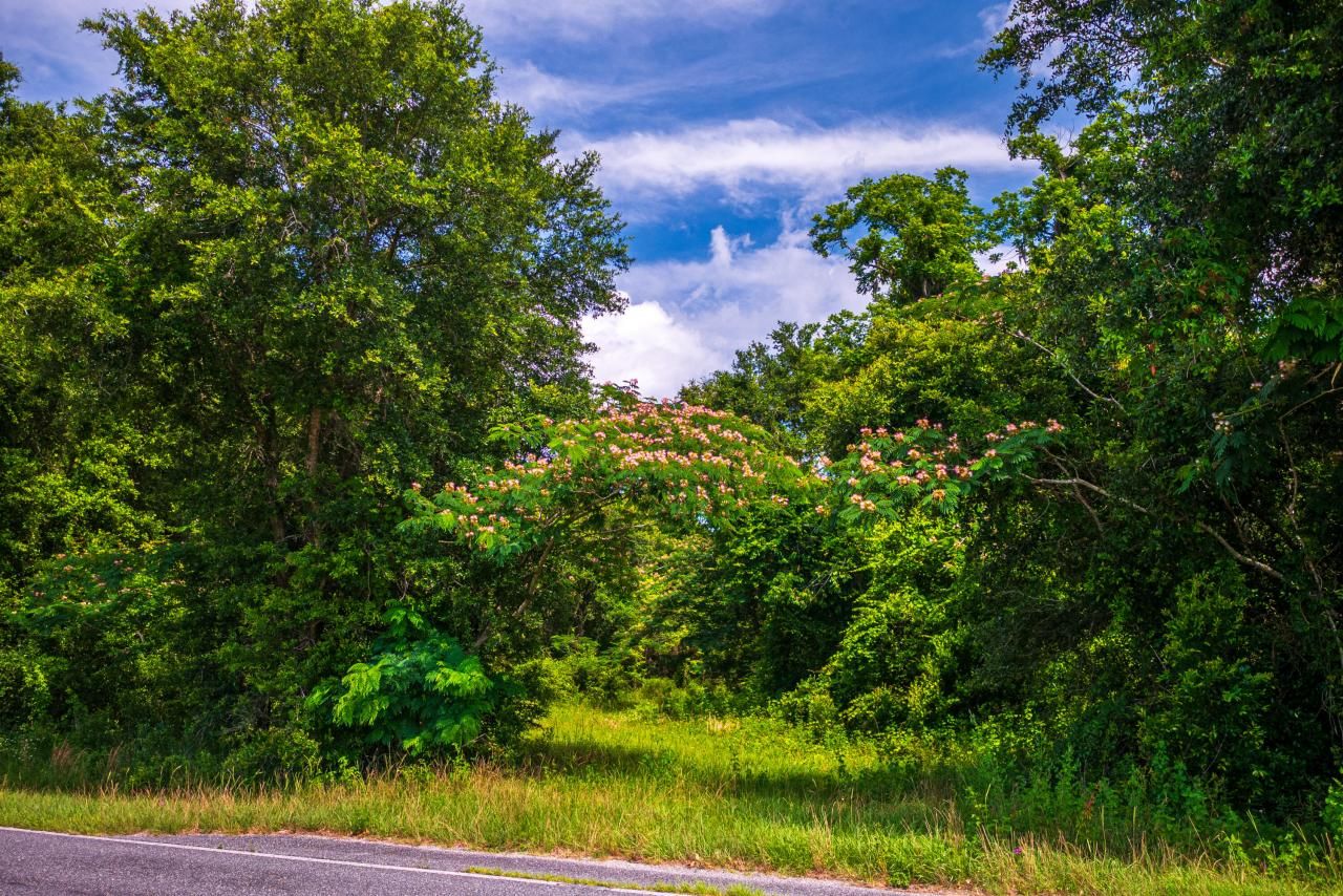 Tbd County Rd. 252, Wellborn, FL 32094 Photo