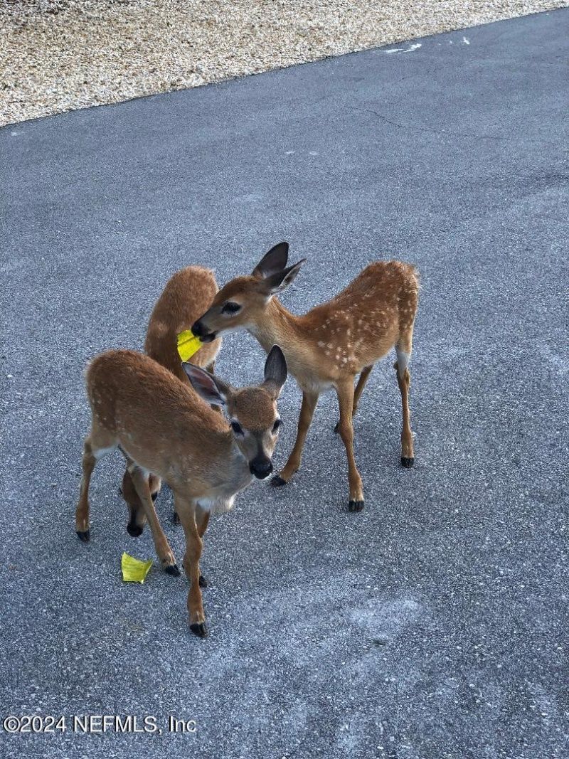 1136 W Shore Drive, Big Pine Key, FL 33043 Photo