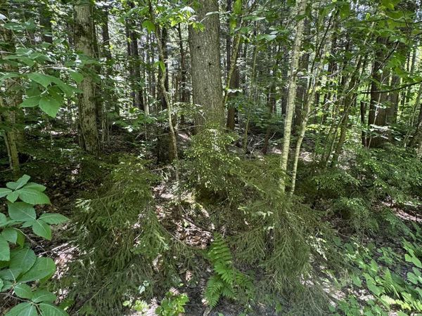 0 Boardman Loop, Wardsboro, VT 05360