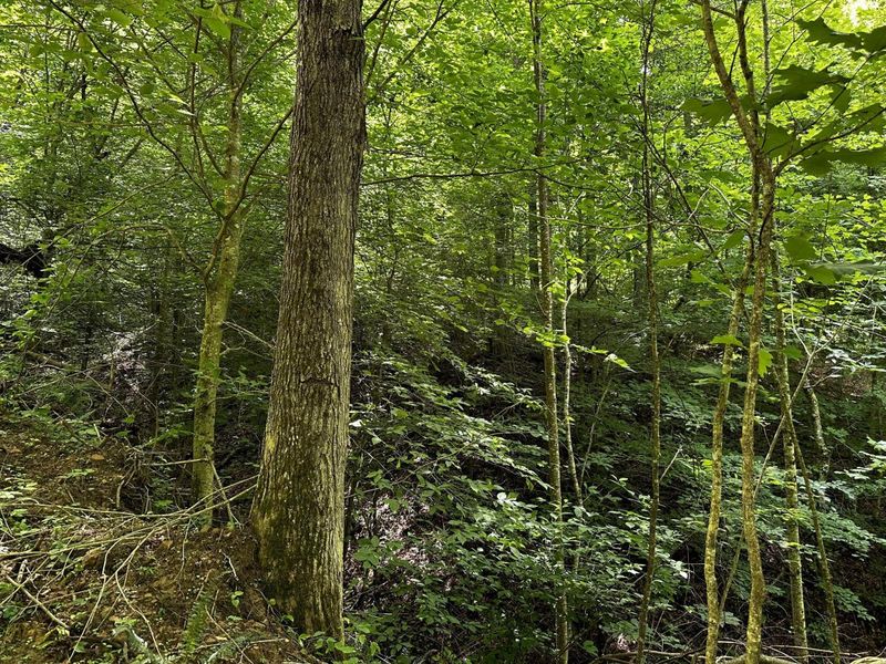 1865 Hull Road, Unit (Tract 2 W, Patriot, OH 45658 Photo 36