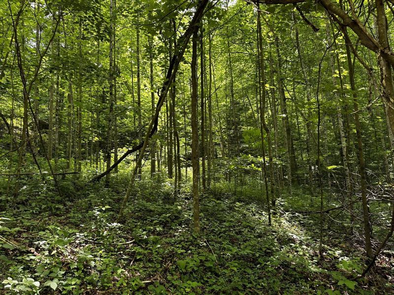 1865 Hull Road, Unit (Tract 2 W, Patriot, OH 45658 Photo 38