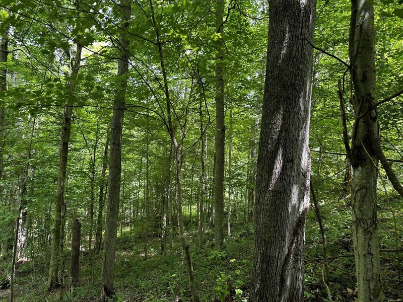 1865 Hull Road, Unit (Tract 2 W, Patriot, OH 45658 Photo 46