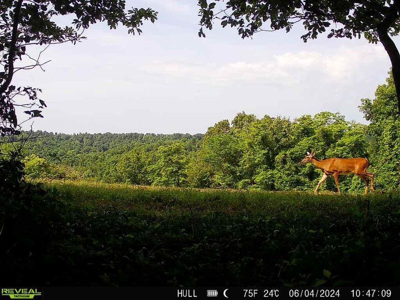 1865 Hull Road, Unit (Tract 2 W, Patriot, OH 45658 Photo 8