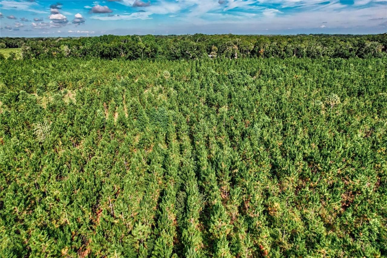 0 SW 120 Avenue, Archer, FL 32618 Photo