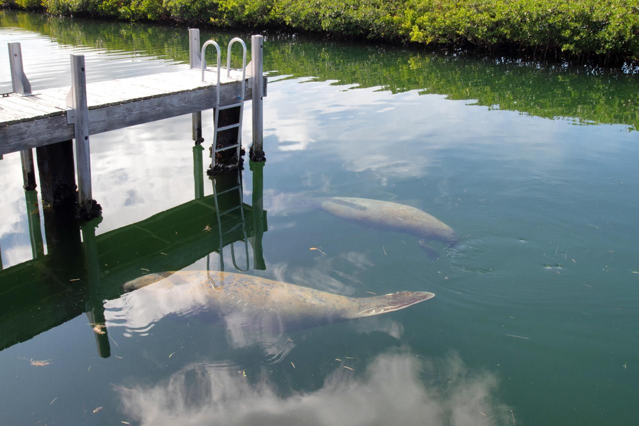 11600 1st Avenue Gulf, Unit 32, Marathon, FL 33050 Photo