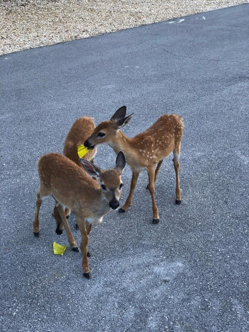 1136 W Shore Drive, Big Pine Key, FL 33043 Photo