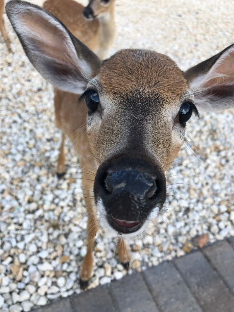 1136 W Shore Drive, Big Pine Key, FL 33043 Photo