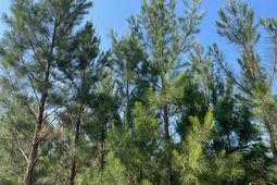 0 Old River Road photo 4