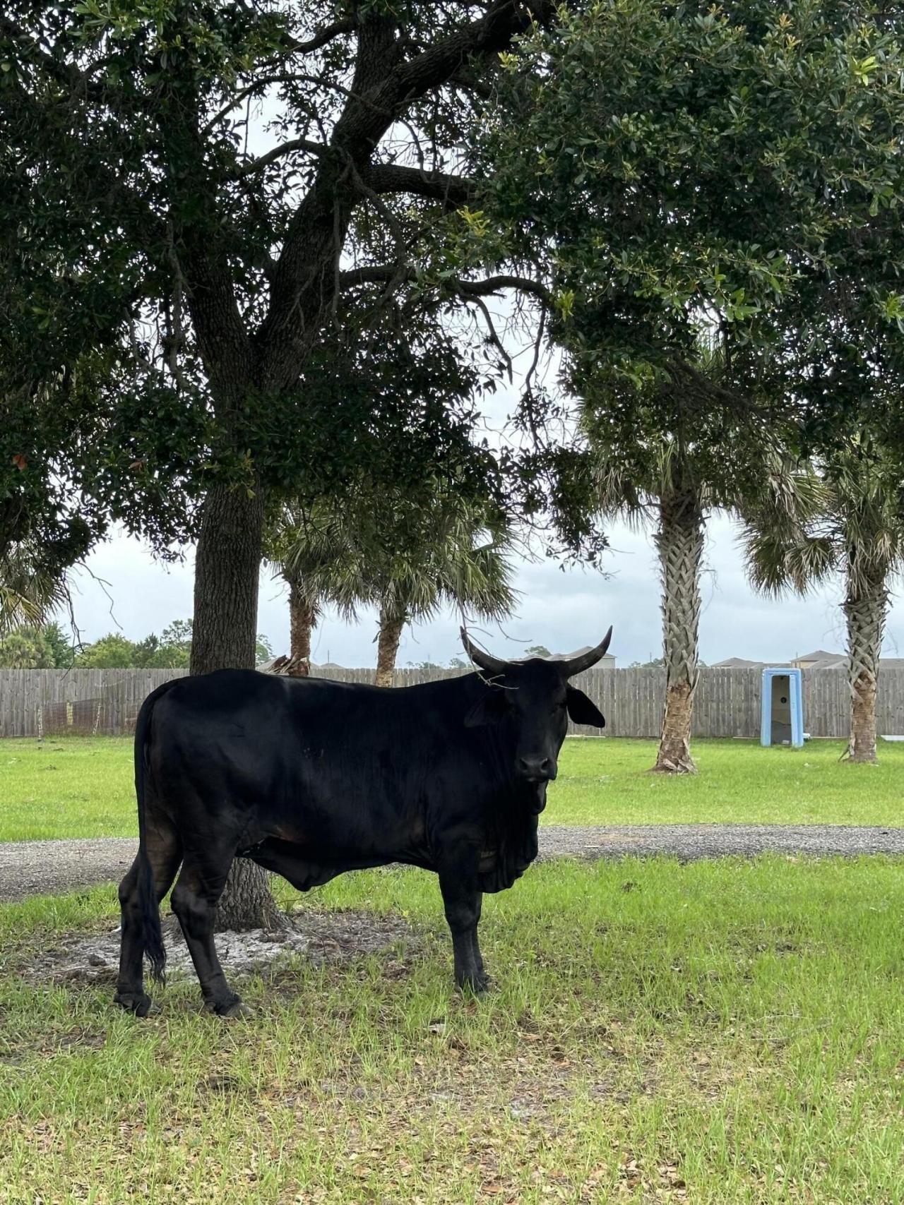 4715 Blossom Ridge Place, Grant, FL 32949 Photo