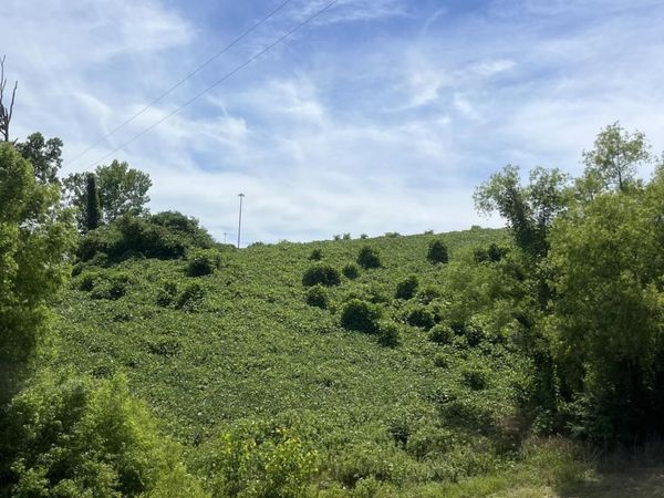 0 W HWY 178 HWY W, Blue Springs, MS 38828