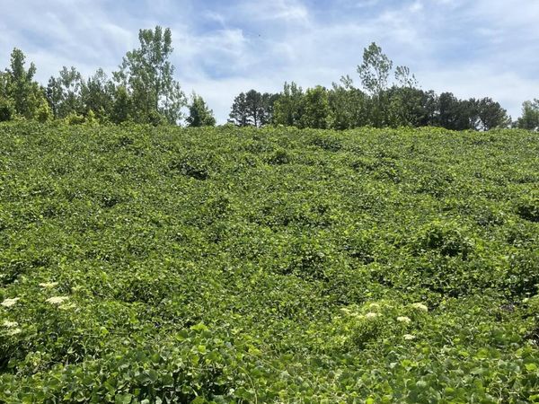 0 S HWY 9 HWY S, Blue Springs, MS 38828