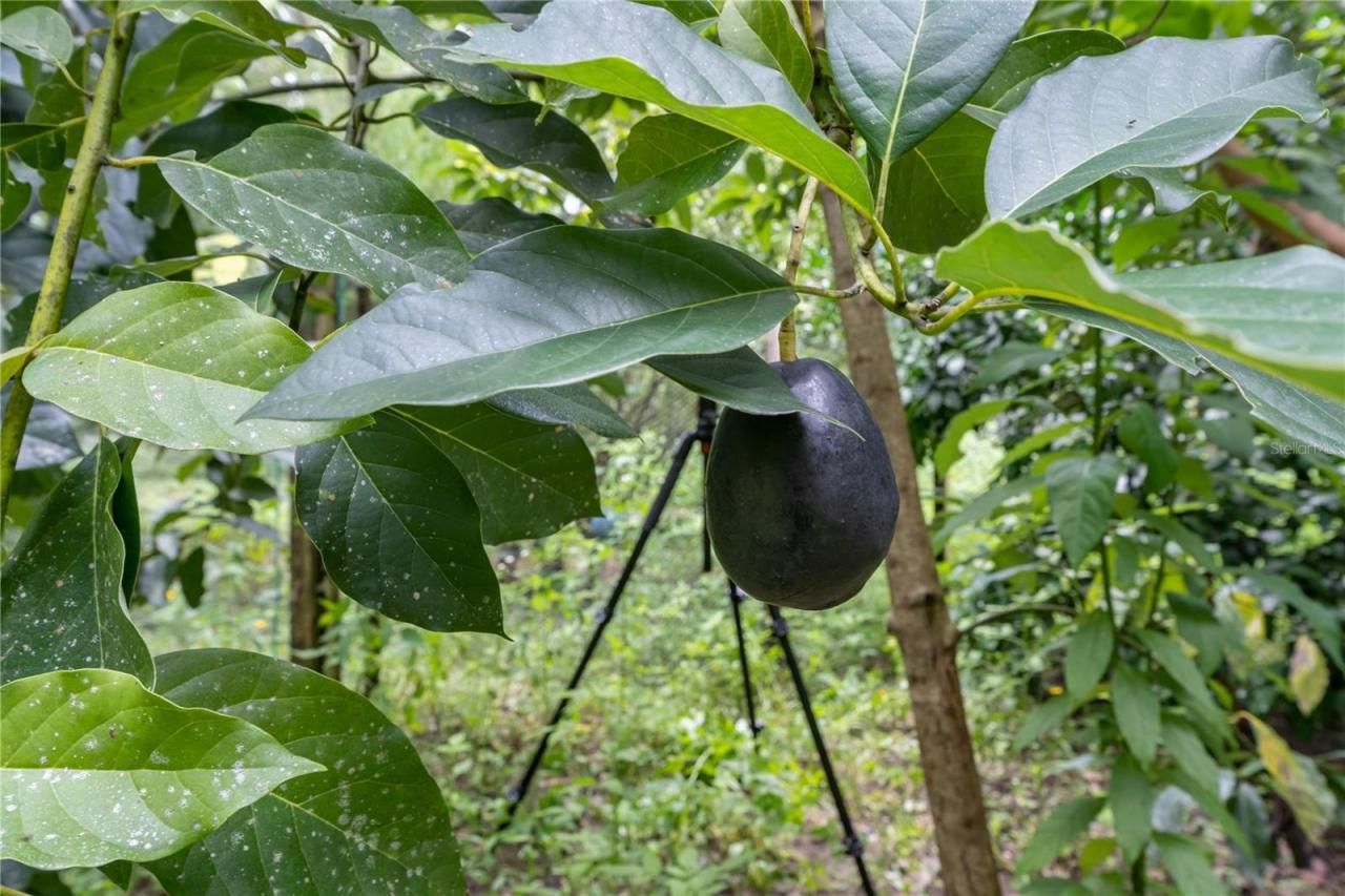 250 W West Lake Drive, Hawthorne, FL 32640 Photo