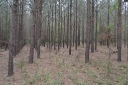 1309 Farming Creek Road photo 4