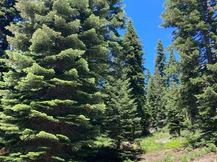 179 Norton Meadows Rd., Bucks Lake, CA 95971 Photo