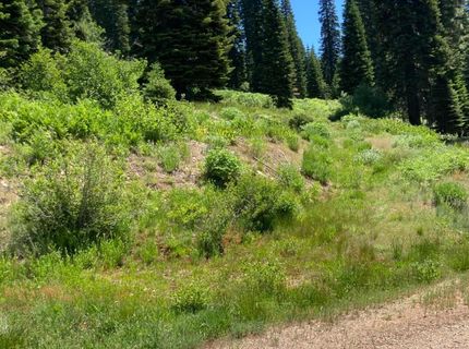 325 Norton Meadows Rd., Bucks Lake, CA 95971 Photo