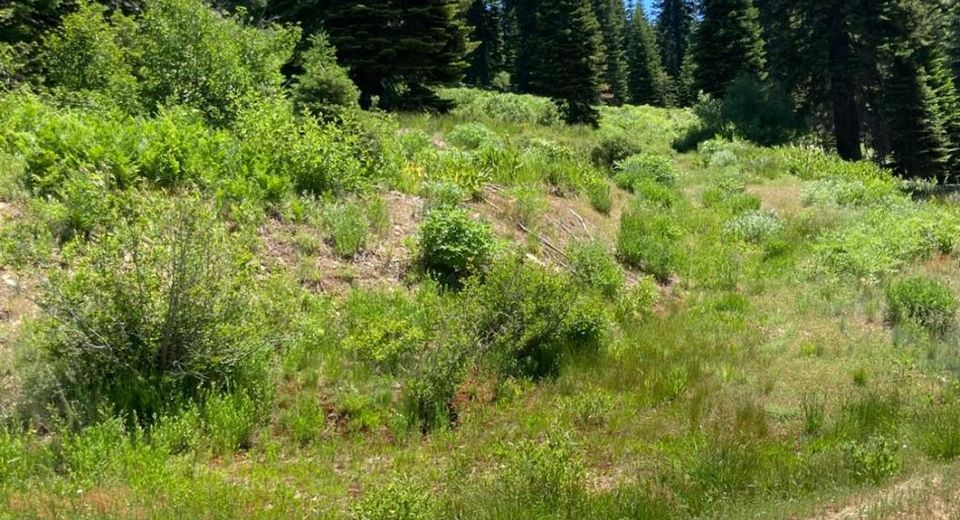 325 Norton Meadows Rd., Bucks Lake, CA 95971 Photo