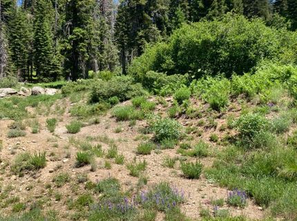 325 Norton Meadows Rd., Bucks Lake, CA 95971 Photo