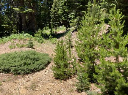 221 Norton Meadows Rd., Bucks Lake, CA 95971 Photo