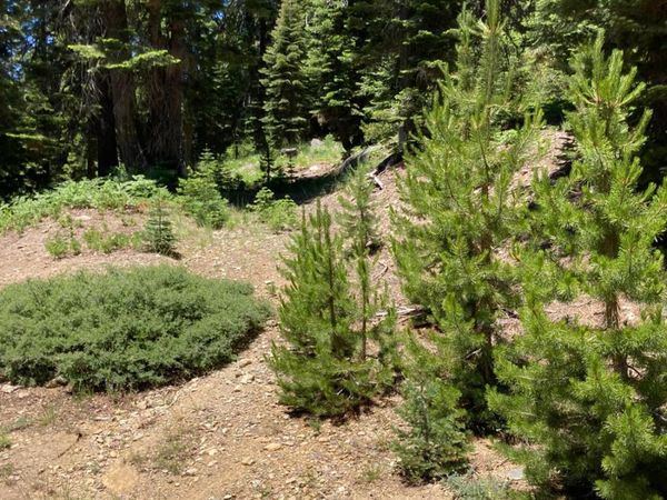 221 Norton Meadows Rd., Bucks Lake, CA 95971