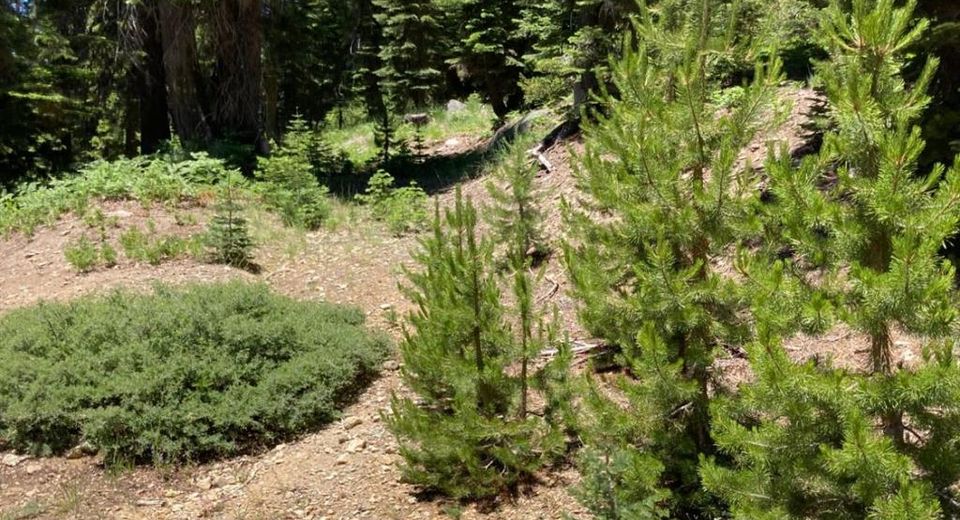 221 Norton Meadows Rd., Bucks Lake, CA 95971 Photo
