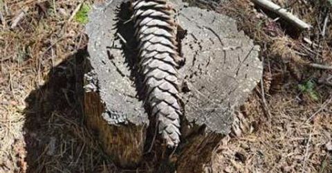 3 Indian Diggins Rd, Somerset, CA 95684 Photo