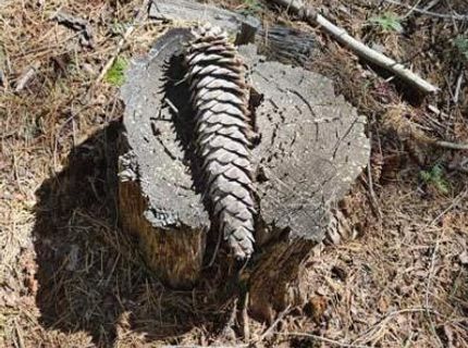 3 Indian Diggins Rd, Somerset, CA 95684 Photo