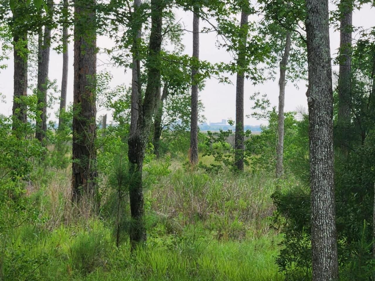 0 Bridal Path Boulevard Photo 13