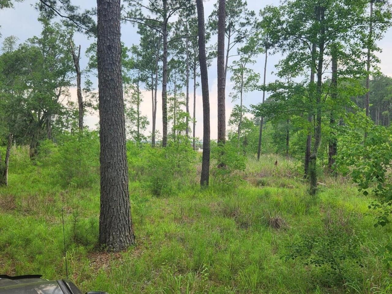 0 Bridal Path Boulevard Photo 14