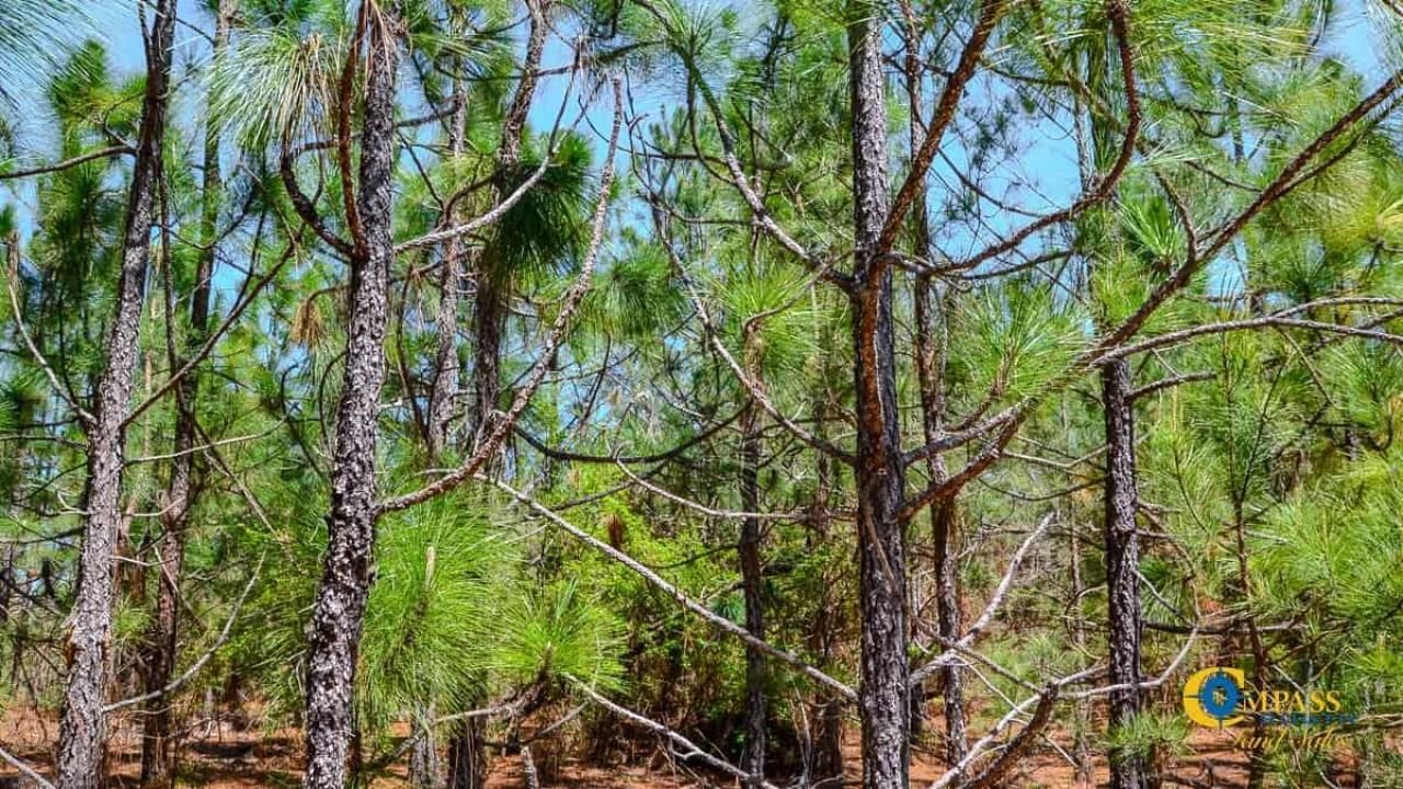 5659 Mt Pisgah Rd Photo 10