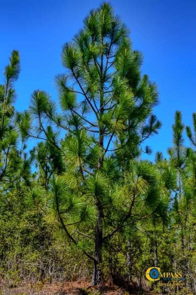 5659 Mt Pisgah Rd Photo 7