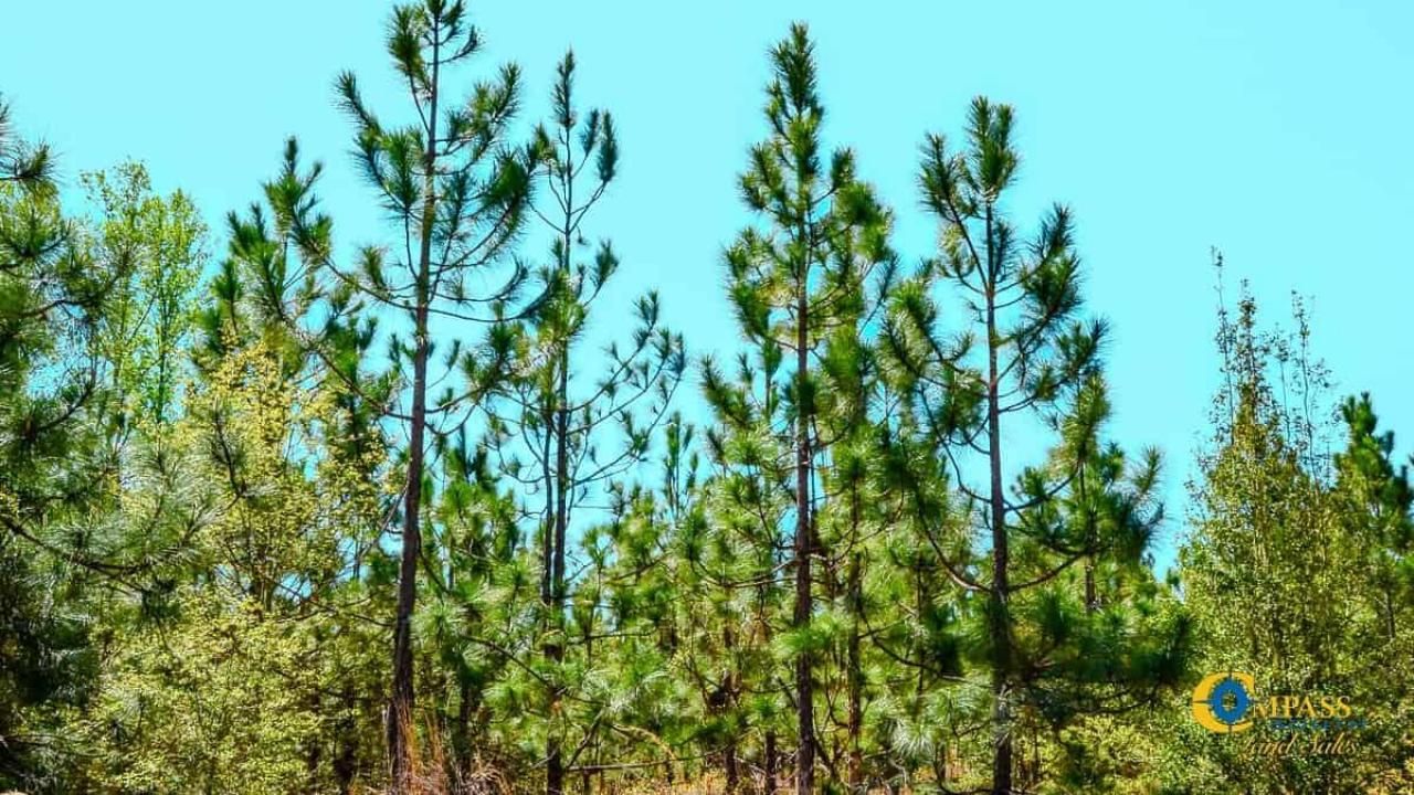 5659 Mt Pisgah Rd Photo 10