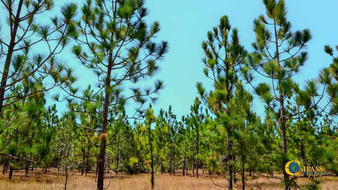 5659 Mt Pisgah Rd Photo 6