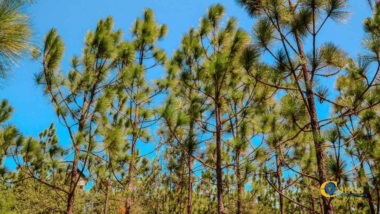 5659 Mt Pisgah Rd Photo 8