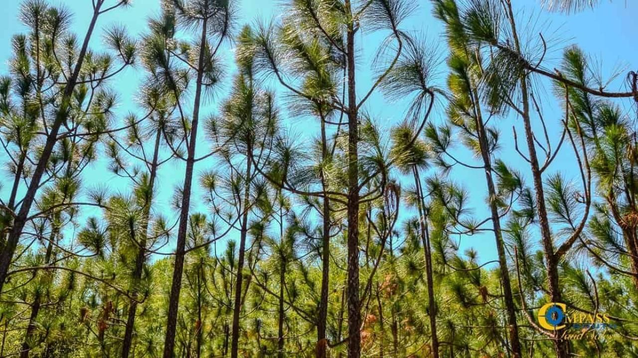 5659 Mt Pisgah Rd Photo 9