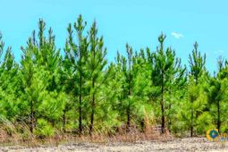 5659 Mt Pisgah Rd photo 4